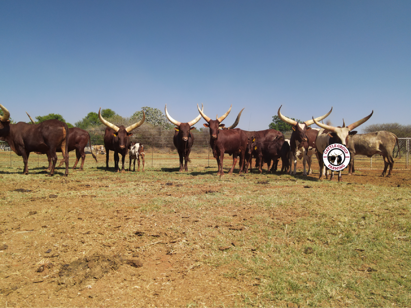 Understanding Hypomagnesemic Tetany in Cattle: Prevention, Diagnosis, and Treatment 2 Understanding Hypomagnesemic Tetany