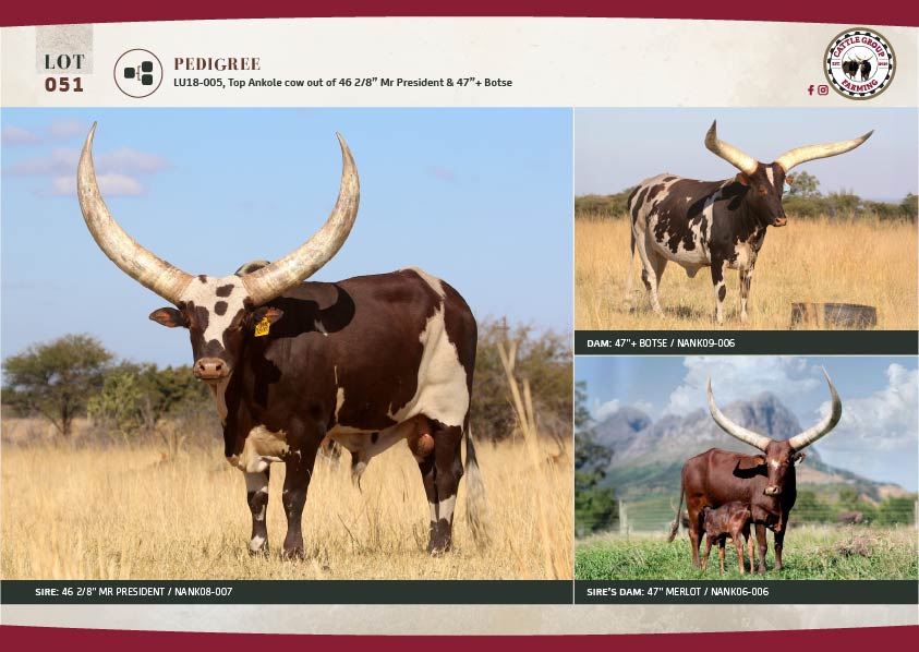 The 2025 Ankole Cattle Auction 19 LOT51-02