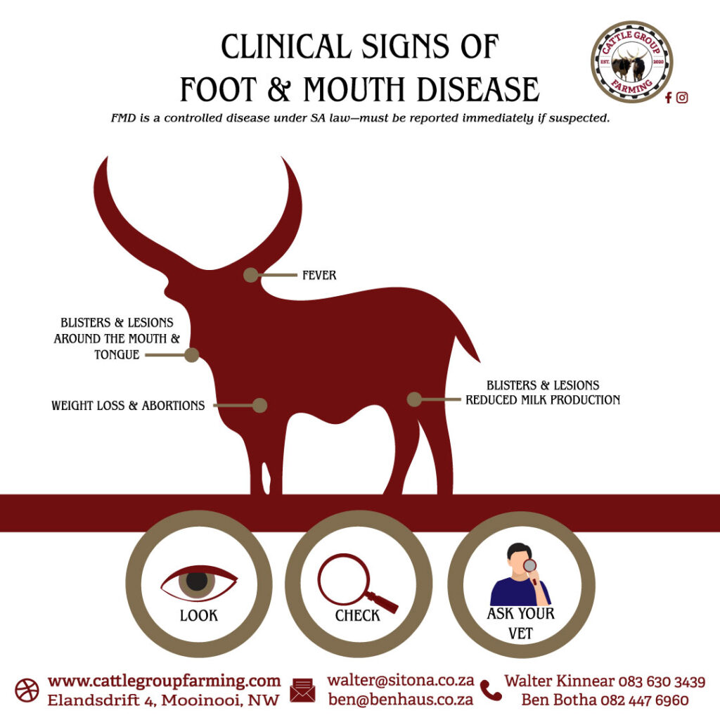 Unsderstanding Foot-and-Mouth Disease 1 fmd