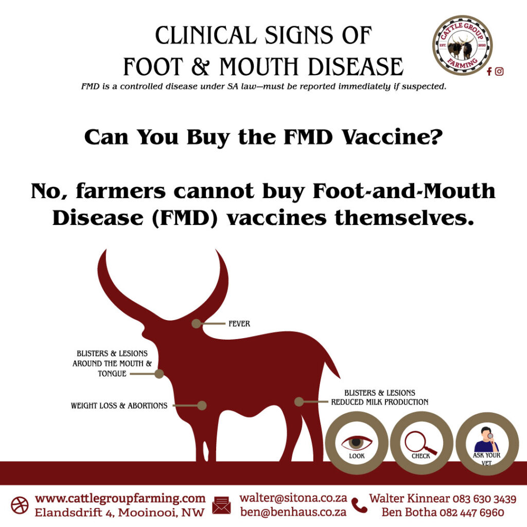 Unsderstanding Foot-and-Mouth Disease 8 foot and-mouth disease cattle foot and-mouth disease in cattle foot-and mouth disease in cattle foot and mouth disease of cattle foot-and mouth disease foot-and-mouth hoof and mouth disease hoof and mouth disease in cattle hoof-and mouth disease cattle